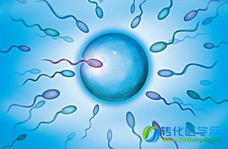 SciTransmed：瑞典科学家发现男性不育新机制