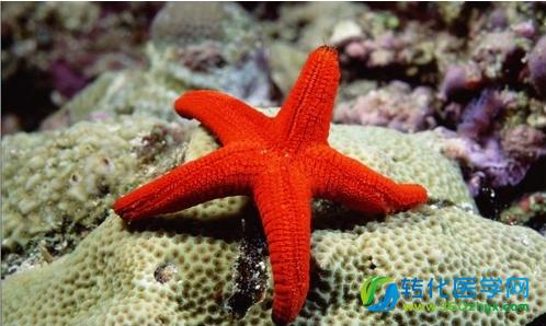 研究称海星或助人类实现
