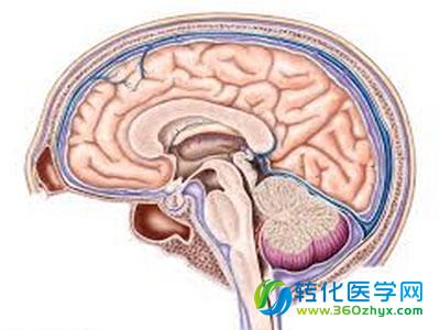 英研究人员构建健康老人脑部数字图谱