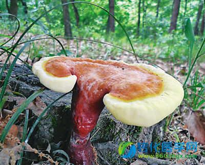 Naturecomm：灵芝可调节肠道菌群改善肥胖