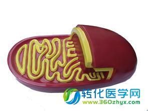 线粒体疾病延迟衰老的秘密武器