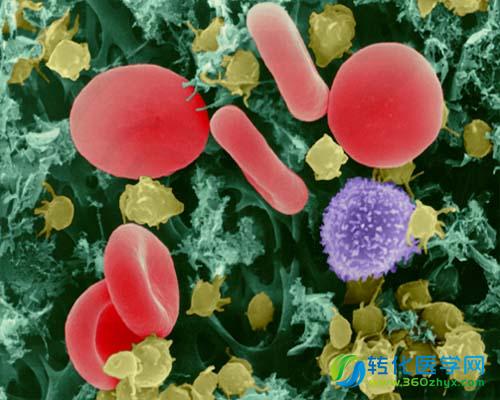 强强联手之活化自体淋巴细胞疗法落户中国