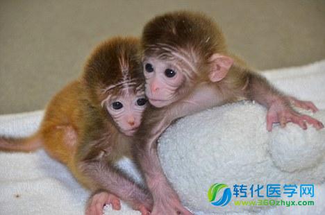 中国科学家成功获得嵌合体猴 为人类干细胞应用奠定基础