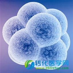 首次用干细胞制备人类心脏早期发育模型