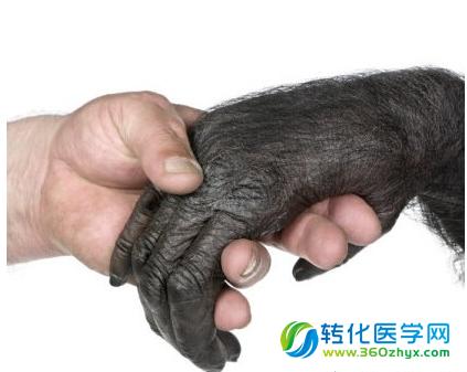 Nature：不知道了吧？人类的手掌远比黑猩猩的要原始