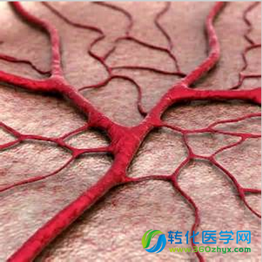 随着衰老,血管实际上会变得越来越好
