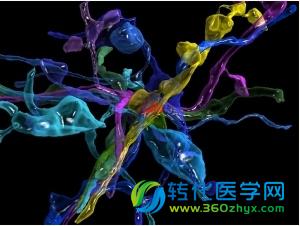 科学家精确重建老鼠脑组织