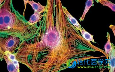 eLife：心肌细胞为何不能再生？