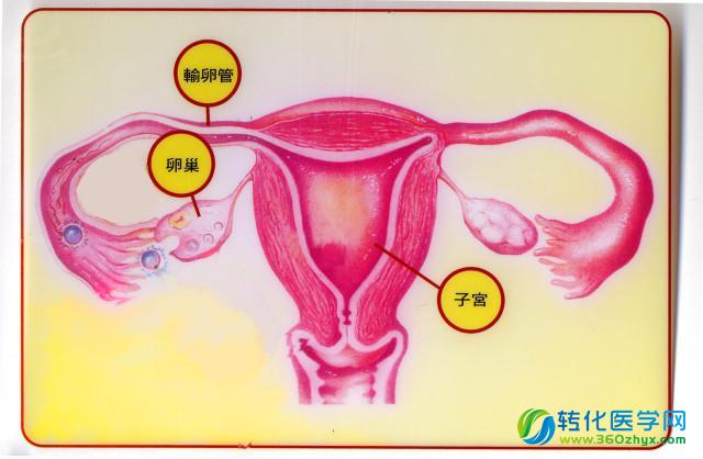 HudsonAlpha为当地妇女提供免费的乳腺癌和卵巢癌基因检测