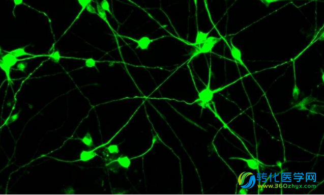 科学家利用混合化合物实现将皮肤细胞成功转化为神经元