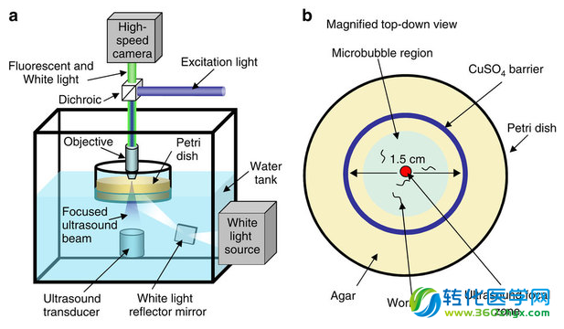 从光遗传学到声遗传学
