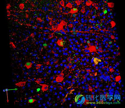科学家检测了新的用于治疗线粒体疾病的基因疗法