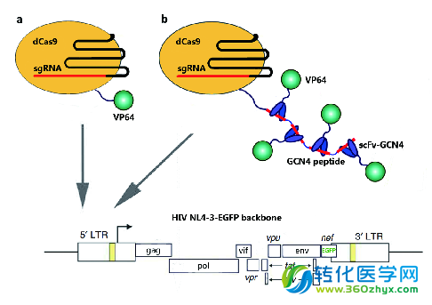 复旦大学朱焕章课题组利用CAS9技术靶向干预HIV潜伏