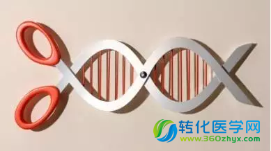 基因编辑从实验室到临床的突破，一场与时间的赛跑
