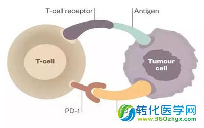 Nature： PD-L1基因变异能使免疫治疗无效