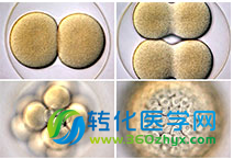 2017干细胞治疗是否会迎来爆发期？