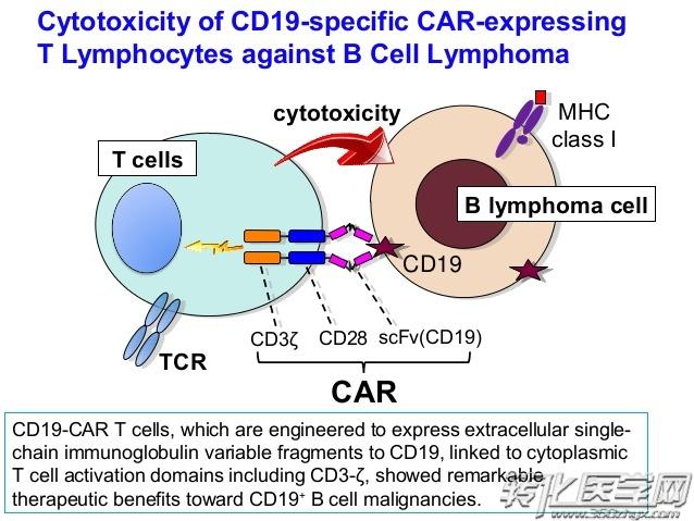 Nejm重磅 Car T用于治疗淋巴瘤 3年缓解率超70 转化医学网