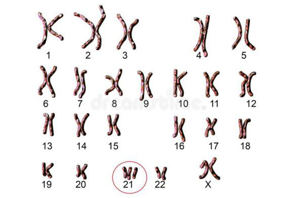 染色体嵌合体图片