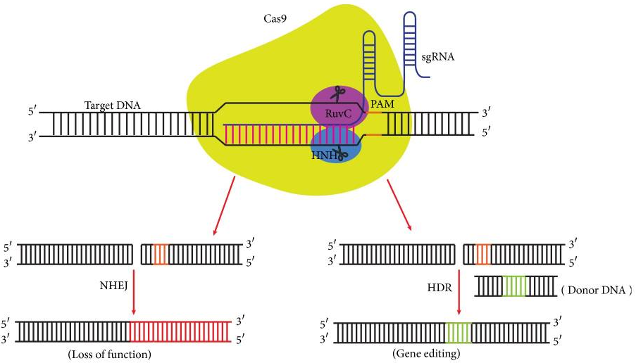 总是被忽视的sgRNA,才是CRISPR基因编辑
