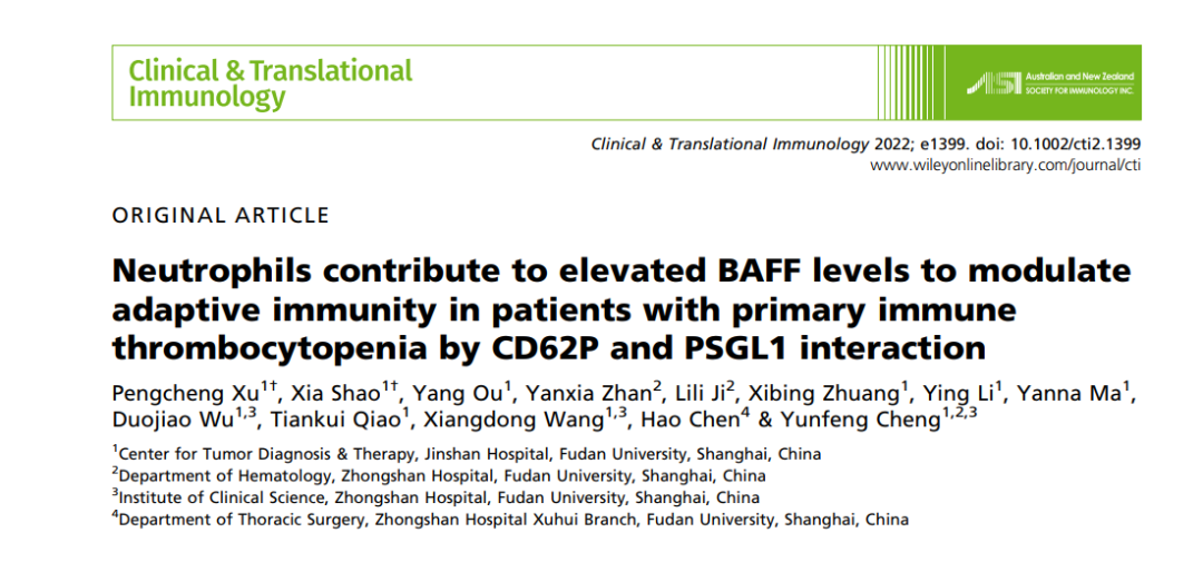 程韵枫教授团队揭示中性粒细胞通过分泌BAFF参与原发免疫性血小板减少症的发病机制
