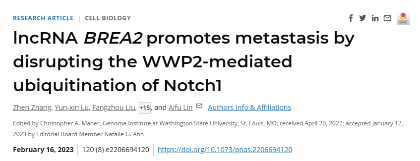 【PNAS】浙大林爱福团队等合作揭示lncRNA驱动Notch信号调控恶性肿瘤转移的新机制及干预新策略