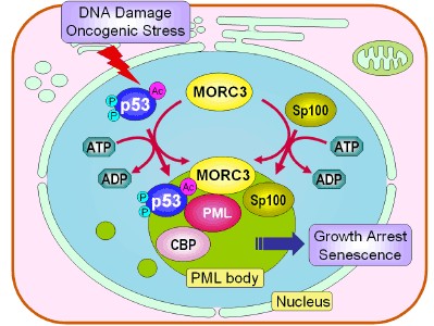 英国科学家:p53基因所产生的蛋白质对癌