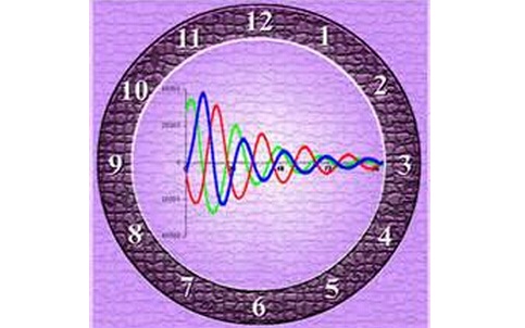 The FASEB J：机体时钟基因异常或可解释膀胱过度活动症的发病原因