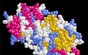 历经十年，人类蛋白质组图谱公布