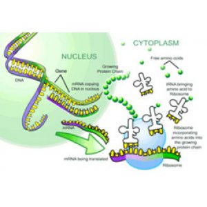 转录组学方介导的多效调控蛋白 SprA 作用机制研究