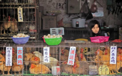 H7N9防控两大焦点：每例通报+教百姓吃鸡