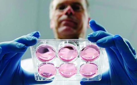 EMBO Mol Med：骨骼肌组织首次在培养皿中被制出