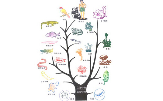 哥伦比亚大学研究表明微生物或成为人类祖先