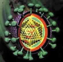 科学家发现人类细胞中靶向丙型肝炎病毒的Cas9酶