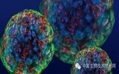 我国科学家发现新方法可使干细胞迅速增殖