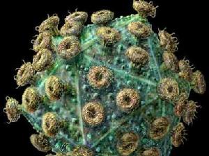 PNAS：HIV传播的隐秘机制