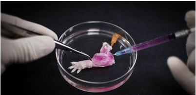 Biomaterials：有生命的生物假肢！