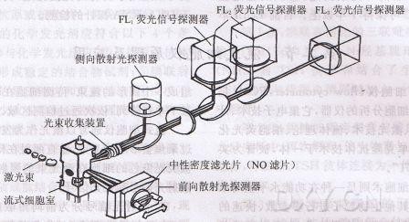 流式细胞技术新工具：RT-DC甩开标记