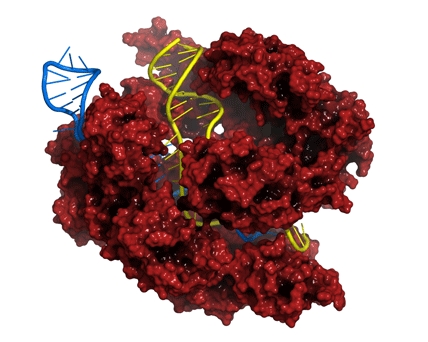 Nature：进化中的CRISPR技术又有新突破