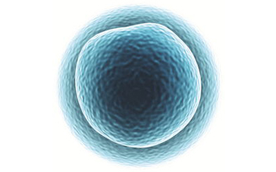 皮肤干细胞培育出人类“迷你”心脏