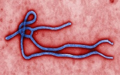 埃博拉你够了！默沙东疫苗rVSV-ZEBOV三期研究取得重要进展！