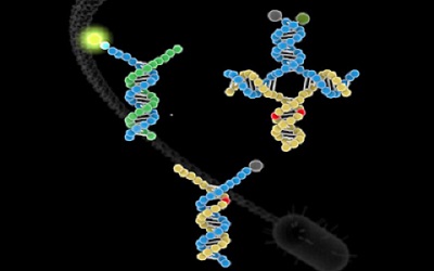 分子探针还是分子铁锤？