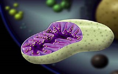 Nature：高分辨率3D成像技术或可阐明肌肉细胞线粒体的能量网络