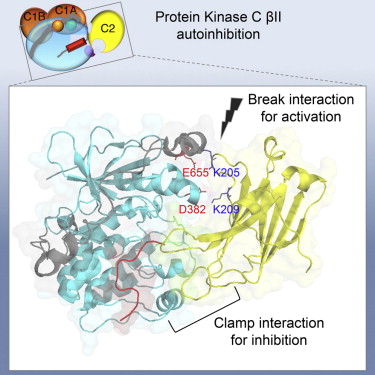 Cell reports：科学家解析PKC精细结构为药物开发提供新靶点