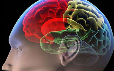 美科学家利用皮肤细胞培育出近乎完整人脑