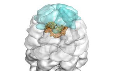 Nature子刊揭示分子伴侣的新功能