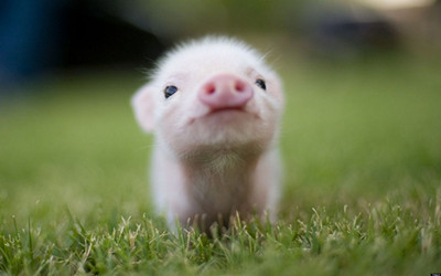 哈佛医学院：猪或可成为完美的人类器官捐献者