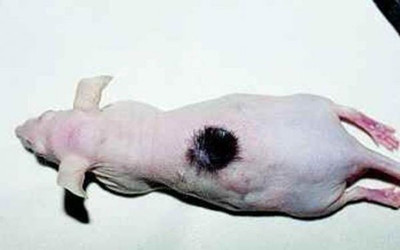 国内培育人皮老鼠售价12万 或将用于植皮手术