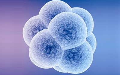 全球首次子宫中干细胞疗法临床试验即将开展