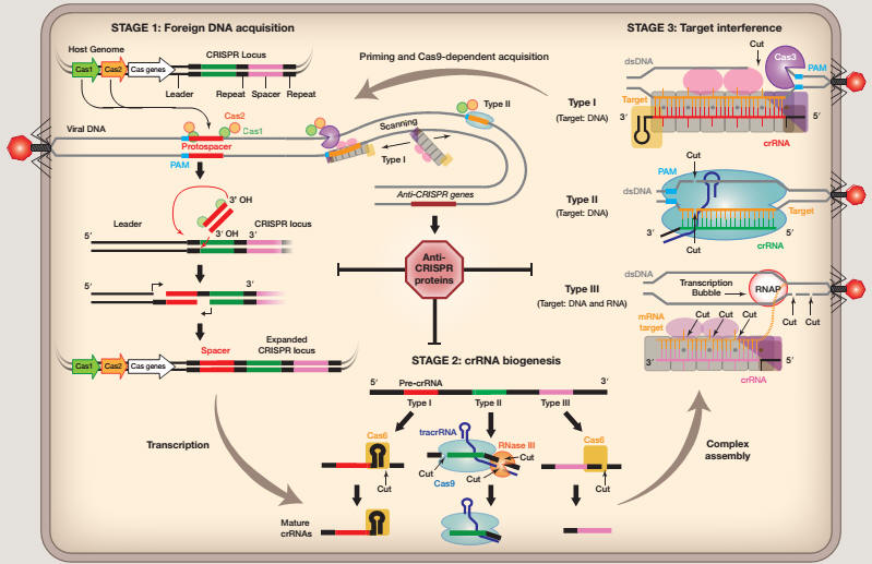 cell:两位学者详解crispr"中心法则" 一图解读crispr系统