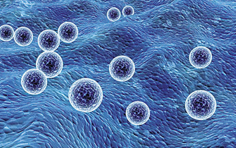 天津医科大学Nature子刊发表干细胞新发现